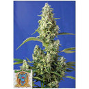 SWEET SEEDS - GORILLA GIRL XL AUTO - BULK 25 SEEDS