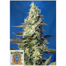 SWEET SEEDS - GREEN POISON XL AUTO - BULK 100 SEEDS