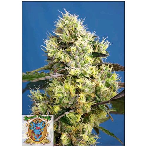 SWEET SEEDS - SWEET GELATO AUTO - 5+2 SEEDS