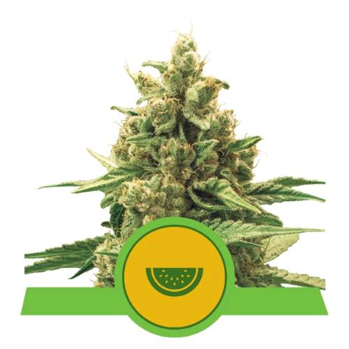 ROYAL QUEEN SEEDS - WATERMELON AUTO - 3 SEEDS - USA PREMIUM