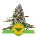 ROYAL QUEEN SEEDS - SHERBET QUEEN AUTO - 10 SEEDS - USA PREMIUM