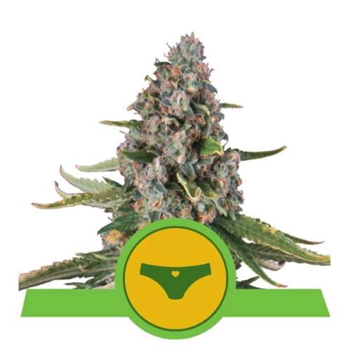 ROYAL QUEEN SEEDS - SHERBET QUEEN AUTO - 5 SEEDS - USA PREMIUM