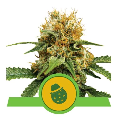 ROYAL QUEEN SEEDS - DO-SI-DOS AUTO - 3 SEEDS