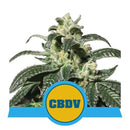 ROYAL QUEEN SEEDS - ROYAL CBDV AUTO - 3 SEEDS
