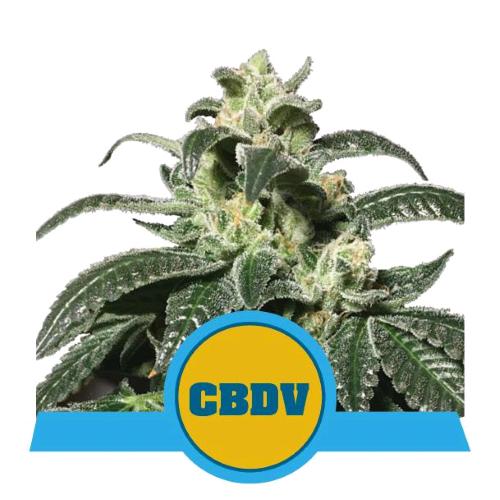 ROYAL QUEEN SEEDS - ROYAL CBDV AUTO - 5 SEEDS