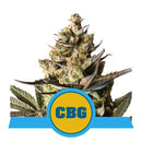 ROYAL QUEEN SEEDS - ROYAL CBG AUTO - 200 SEEDS