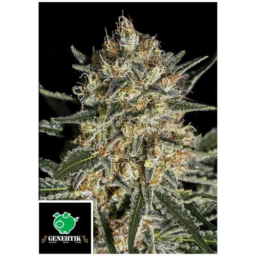 GENEHTIK - FACE OFF OG BILBO FEM - 5 SEEDS