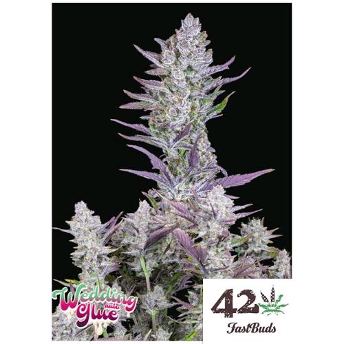 FAST BUDS - WEDDING GLUE AUTO - 50 SEEDS