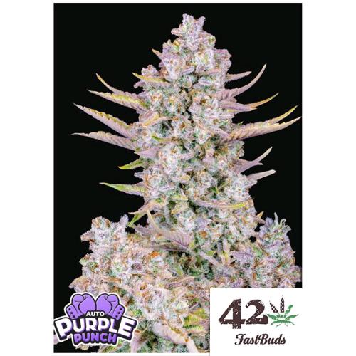 FAST BUDS - PURPLE PUNCH AUTO - 5 SEEDS
