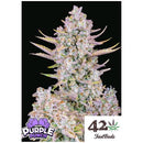 FAST BUDS - PURPLE PUNCH AUTO - 100 SEEDS