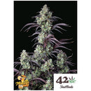 FAST BUDS - MIMOSA CAKE AUTO - 50 SEEDS