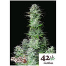 FAST BUDS - KOSHER CAKE AUTO - 25 SEEDS