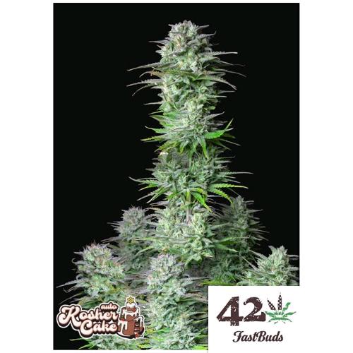 FAST BUDS - KOSHER CAKE AUTO - 3 SEEDS