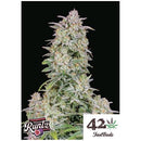 FAST BUDS - FORBIDDEN RUNTZ AUTO - 5 SEEDS