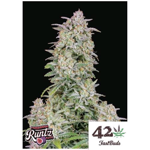 FAST BUDS - FORBIDDEN RUNTZ AUTO - 3 SEEDS