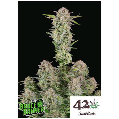 FAST BUDS - BRUCE BANNER AUTO - 50 SEEDS