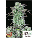 FAST BUDS - STRAWBERRY BANANA AUTO - 100 SEEDS