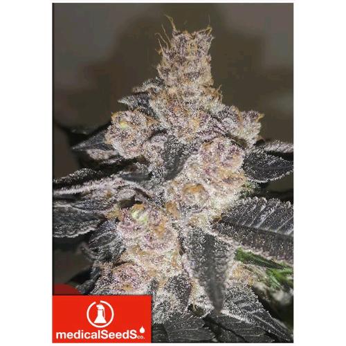 MEDICAL SEEDS - GELATO 242 FEM  - 5 SEEDS