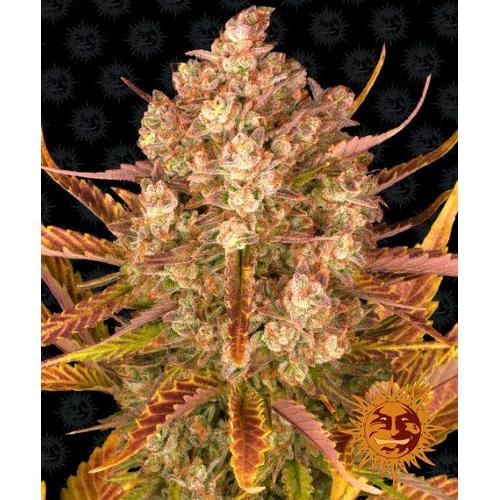 BARNEY'S FARM - DOS SI DOS AUTO - 1 SEED