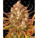 BARNEY'S FARM - DOS SI DOS AUTO - 10 SEEDS