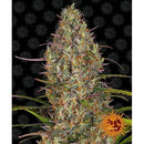 BARNEY'S FARM - GLUE GELATO AUTO - 1 SEED