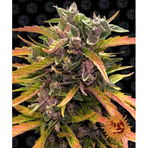 BARNEY'S FARM - GORILLA GLUE AUTO - 3 SEEDS