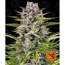 BARNEY'S FARM - GORILLA ZKITTLEZ AUTO - 10 SEEDS