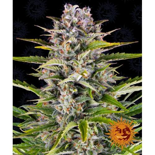 BARNEY'S FARM - GORILLA ZKITTLEZ AUTO - 3 SEEDS