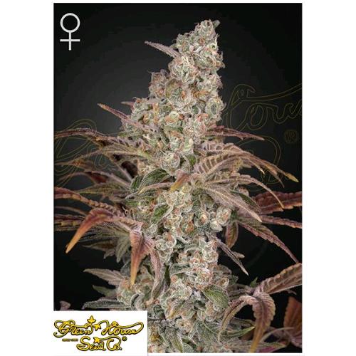 GREEN HOUSE - JACK'S DREAM FEM - 3 SEEDS