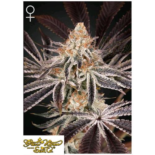 GREEN HOUSE - DARK PHOENIX FEM - 10 SEEDS