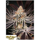 GREEN HOUSE - DARK PHOENIX FEM - 3 SEEDS