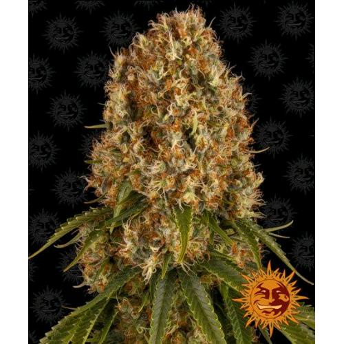 BARNEY'S FARM -  ORANGE SHERBERT FEM - 10 SEEDS