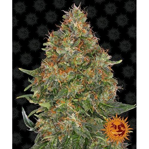 BARNEY'S FARM - PINEAPPLE EXPRESS AUTO - 5 SEEDS