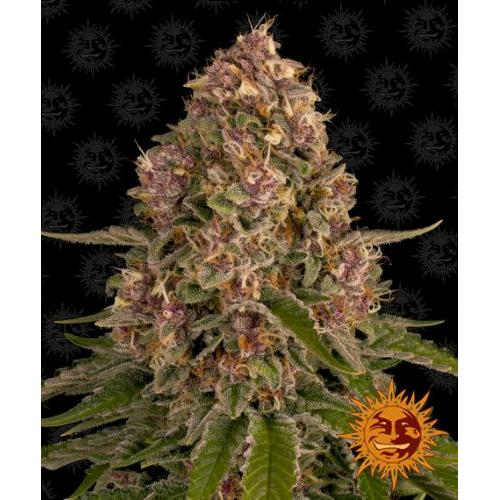 BARNEY'S FARM - PINK KUSH FEM - 5 SEEDS