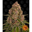 BARNEY'S FARM - PINK KUSH FEM - 3 SEEDS