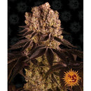 BARNEY'S FARM - PURPLE PUNCH FEM - 10 SEEDS