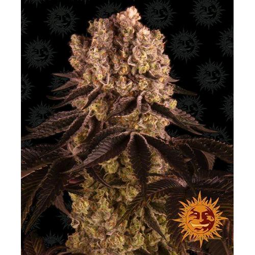 BARNEY'S FARM - PURPLE PUNCH FEM - 1 SEED