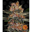 BARNEY'S FARM - PURPLE PUNCH AUTO - 1 SEED