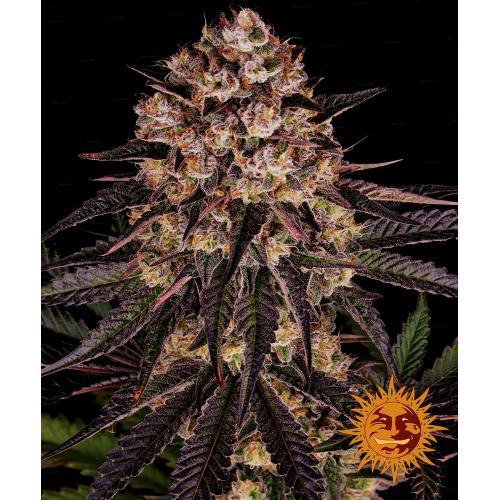 BARNEY'S FARM -  BISCOTTI MINTZ - 1 SEED