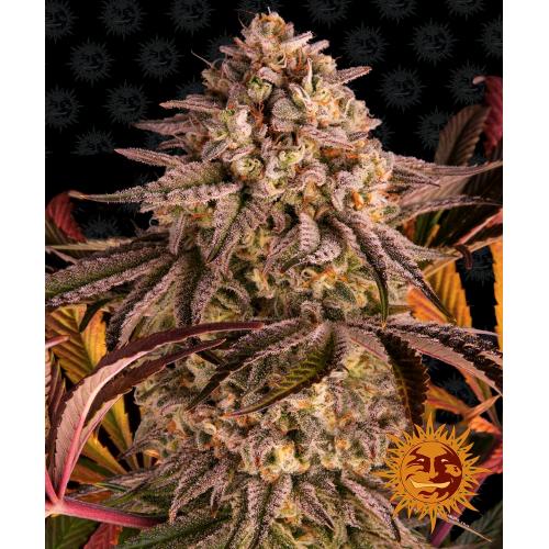 BARNEY'S FARM -  BLUE SUNSET SHERBET - 1 SEED