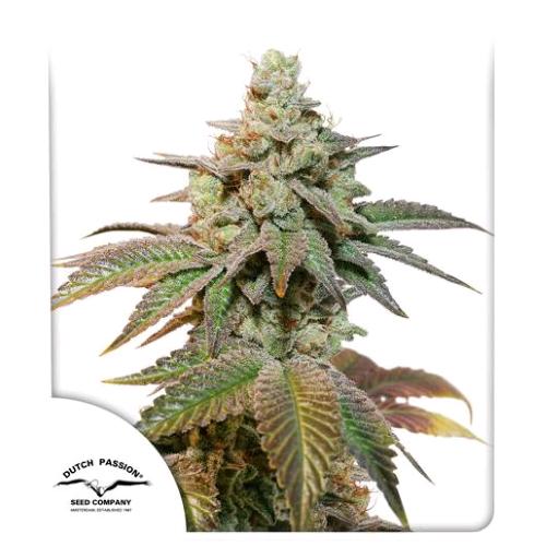 DUTCH PASSION - AUTO KEROSENE KRASH - 7 SEEDS