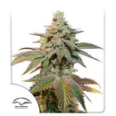 DUTCH PASSION - KEROSENE KRASH AUTO - 100 SEEDS