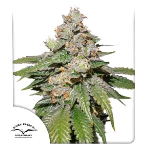 DUTCH PASSION - AUTO MOKUM'S TULIP - 7 SEEDS