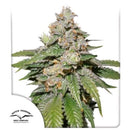 DUTCH PASSION - MOKUM'S TULIP AUTO - 100 SEEDS