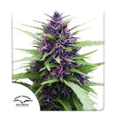 DUTCH PASSION - SHAMAN? FEM - 3 SEEDS