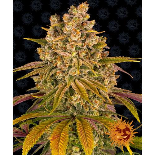 BARNEY'S FARM - MOBY DICK FEM - 1 SEED
