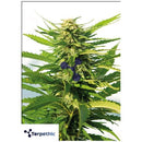 TERPETHIC - BIG LIME YOGURT FEM - 3 SEEDS