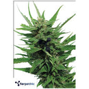 TERPETHIC - PINENE C MAJOR FEM - 3 SEEDS