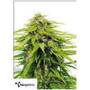 TERPETHIC - BIG FAT JOE FEM - FAST VERSION - 3 SEEDS