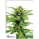 TERPETHIC - FAST MYRCENE FEM - FAST VERION - 3 SEEDS